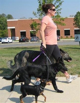 The right side of a lady wearing a pink shirt leading three dogs on a walk.