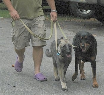 A person wearing violet crocs and tan shorts is leading Two dogs on a walk across a parking lot.