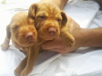 Very young Wirehaired Vizsla puppies being held by a person's hand over a white sheet.