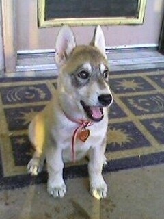 A white with tan Wolf Hybrid puppy is sitting on a mat in front of a door. Its mouth is open and it looks like it is smiling.