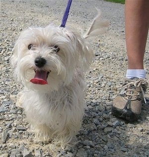 A white Bichon Yorkie is walking down a rock path with its mouth open and tongue out next to a person.