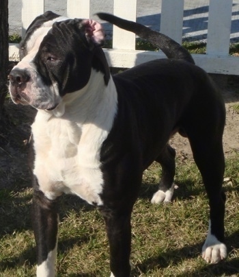 The front left side of a black with white Alapaha Blue Blood Bulldog that is standing on grass in front of a white picket fence