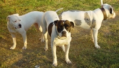 Three Alapaha Blue Blood Bulldogs standing together on grass