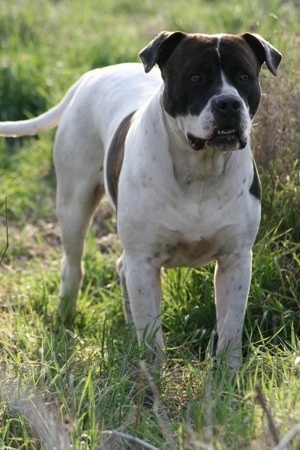 The front right side of a white with black Alapaha Blue Blood Bulldog standing in grass. Its bottom row of teeth are showing