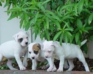 Three Alapaha Blue Blood Bulldog puppies are standing on a stone wall