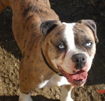 Blue-eyed Alapaha Blue Blood Bulldog standing on dirt with mouth open