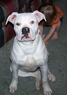 A white American Bulldog is sitting next to a couch. There is a kid grabbing its tail, behind it.