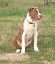 The front right side of a brown and white American Bulldog puppy that is sitting in grass with its mouth open and its tongue out. They are looking to the right.