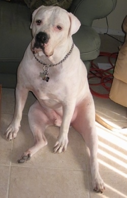 A white American Bulldog is sitting flat on its bum against a couch and it has a choke collar on.