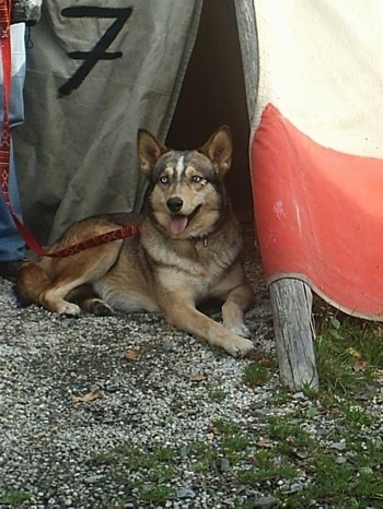 The front right side of a black, brown and white American Indian Dog that is laying on gravel at the entrance of a tipi