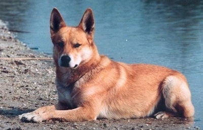 The left side of a brown with white American Indian Dog that is laying at the edge of a body of water and it is looking forward.