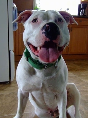 Close up - A white American Staffordshire Terrier is sitting on a tiled kitchen floor. Its mouth is open, its tongue is out and it is leaning forward.