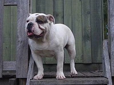 grey and white british bulldog