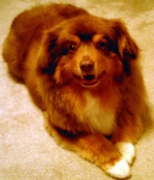 The front right side of a red with white Aussie-Corgi that is laying on a carpet, its mouth is open and it looks like it is smiling.