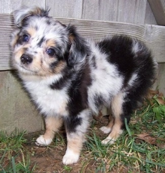 mini poodle australian shepherd mix