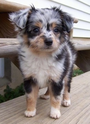 A merle Aussiedoodle puppy standing across a wooden step and it is looking forward.