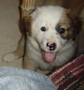 Close up - Topdown view of a brown with white Australian Retriever puppy that is sitting on the floor with its tongue out and it is looking up.