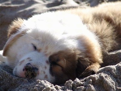 Close up - The front left side of a brown with white sleeping Australian Retriever puppy. It is laying in sand