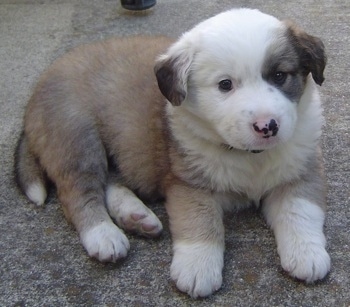 The right side of a brown with white Australian Retriever puppy that is laying across a carpet and it is looking forward.