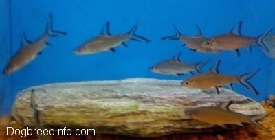 A School of Bala Sharks are swimmign around a rock