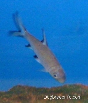 A Bala Shark is inspecting a rock