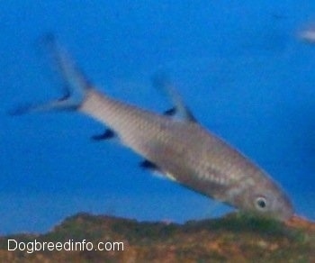 A Bala Shark is swimming over top of a rock