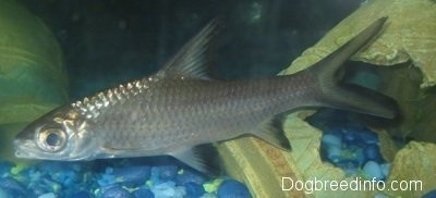 Close Up - A Bala Shark is swimming in front of a broken vase. There is another aquarium decoration near it