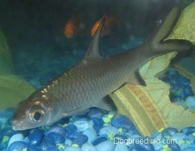 Close Up - A long silver with black shark looking fish is swimming in front of a broken vase