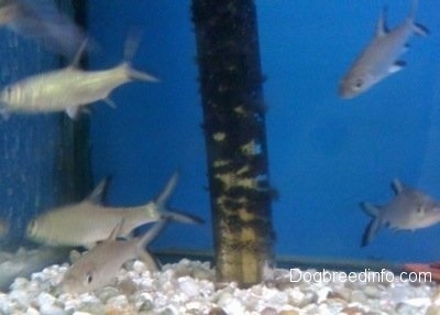 A School of Bala Sharks swimming to the right. There is an algae ridden filter in the middle