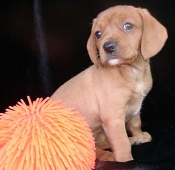 Fergi the Beaglier sitting in front of a backdrop with a peach colored squishy ball in front of it