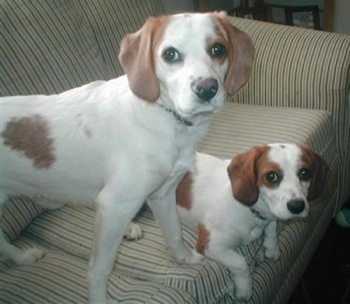 Austin and Pablo the Beagliers up on a tan pin striped couch