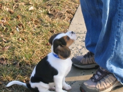 Kal the Beaglier puppy sitting in front of a person's feet outside on the sidewalk