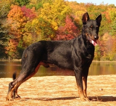 Left Profile - Haunter the Beauceron standing in front of a body of water