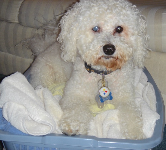 Max the Bichon Frise dog laying in a basket filled with towels