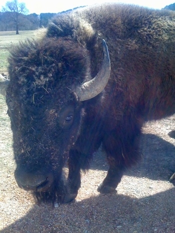 Bison, American Plains Buffalo Pictures and Information