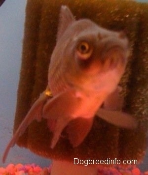 Close Up - A Black Moor Goldfish is swimming in front of the filter