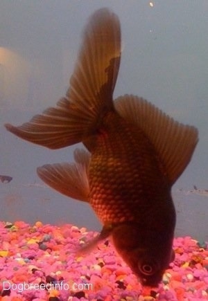 A Black Moor Goldfish is eating a pink rock from the bottom of a fish bowl