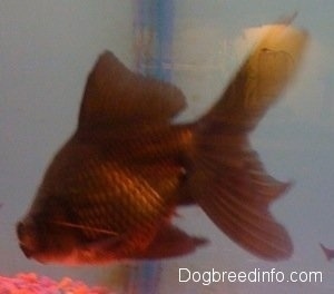 Close Up - A Black Moor Goldfish is swimming towards the rocks at the bottom of the tank