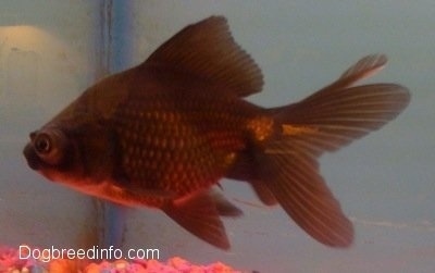 A Black Moor Goldfish is swimming towards the glass of the aquarium