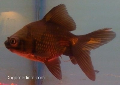 Close Up - large roundish Black Moor Goldfish at a corner of an aquarium