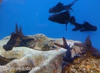 A School of Black Moor Goldfish with large eyes are swimming over a rock