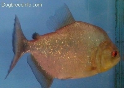 A redeye piranha is swimming to the end of a glass pane inside of a tank