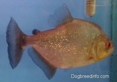 A redeye piranha is swimming in front of a tank heater.