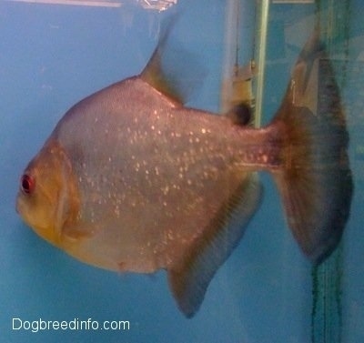 A redeye piranha is swimming to the back glass pane of the aquarium next to the tanks heater.