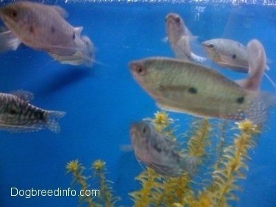 Blue Gouramis are swimming through an underwater plant