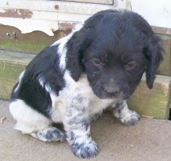 The right side of a Blue Spaniel puppy that is sitting on cement, its head is turned forward and it is looking down.
