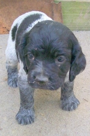 Close up - A Blue Spaniel puppy is standing on cement and it is looking forward.