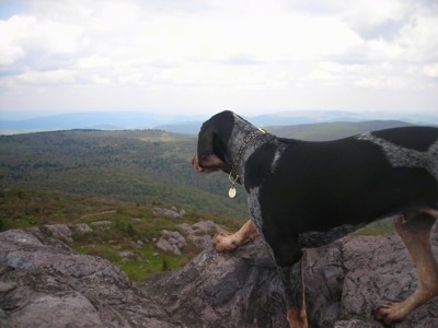 Bluetick Coonhound Dog Breed Pictures 1