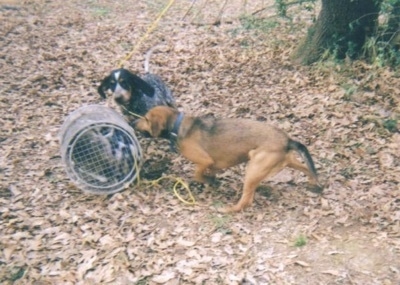 bluetick hunting dog