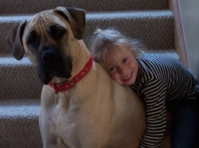 Zoe the Boerboel sitting on the steps with its head tilted to the right and a little girl hugging and laying on her back